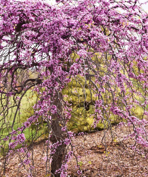 Pink Heartbreaker Weeping Redbud covered in lavender-pink flowers in early sprnig
