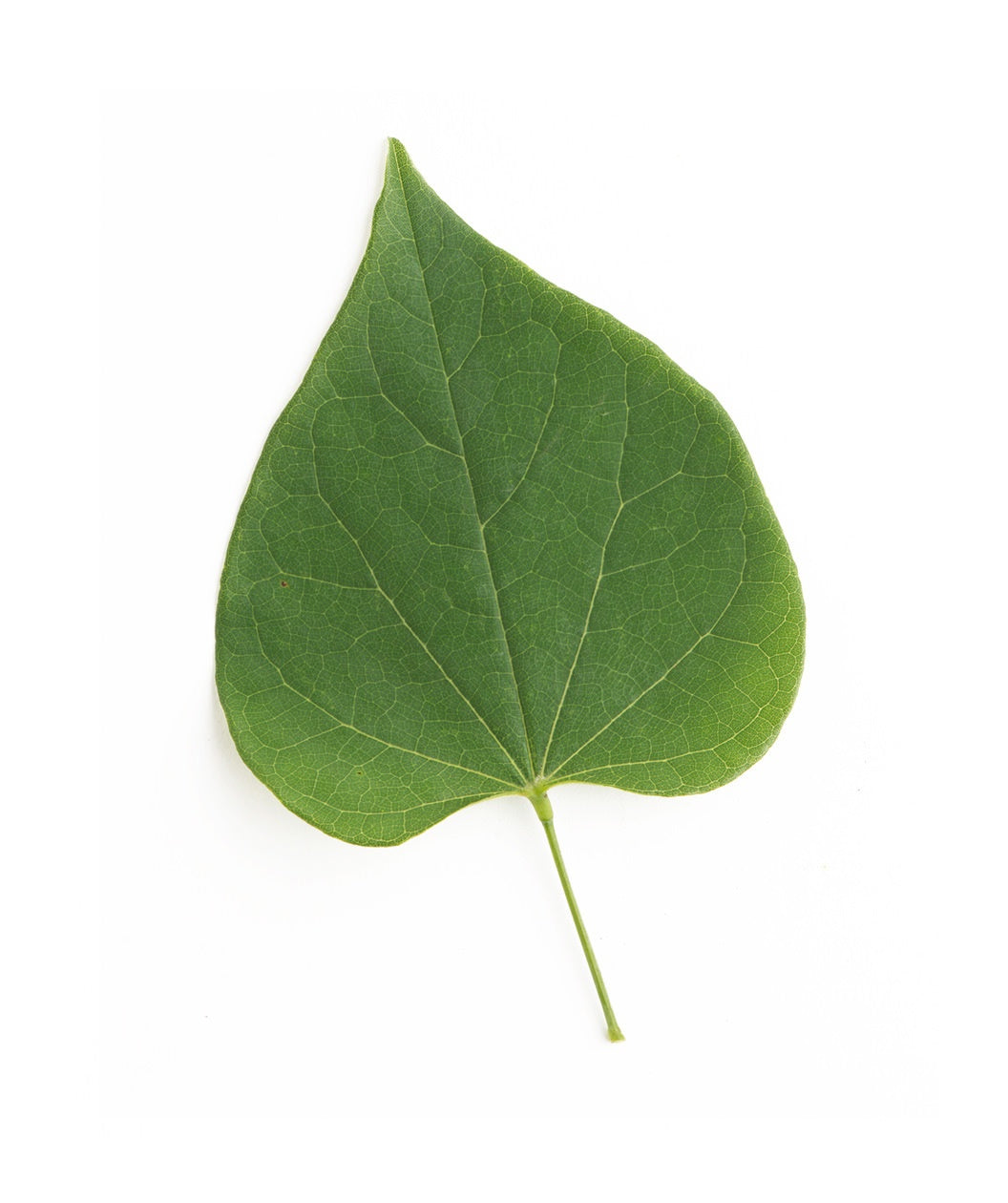 Close up of Pink Heartbreaker Redbud green heart-shaped leaf