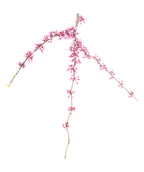Close up of Pink Heartbreaker Redbud branch with light pink flowers on it before they open