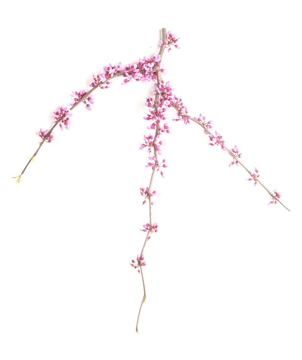 Close up of Pink Heartbreaker Redbud branch with light pink flowers on it before they open