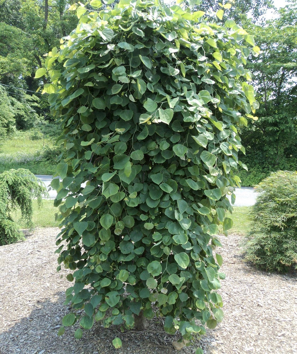 Mature Pink Heartbreaker Redbud in a landscape with the green leaves and branching weeping down to the ground