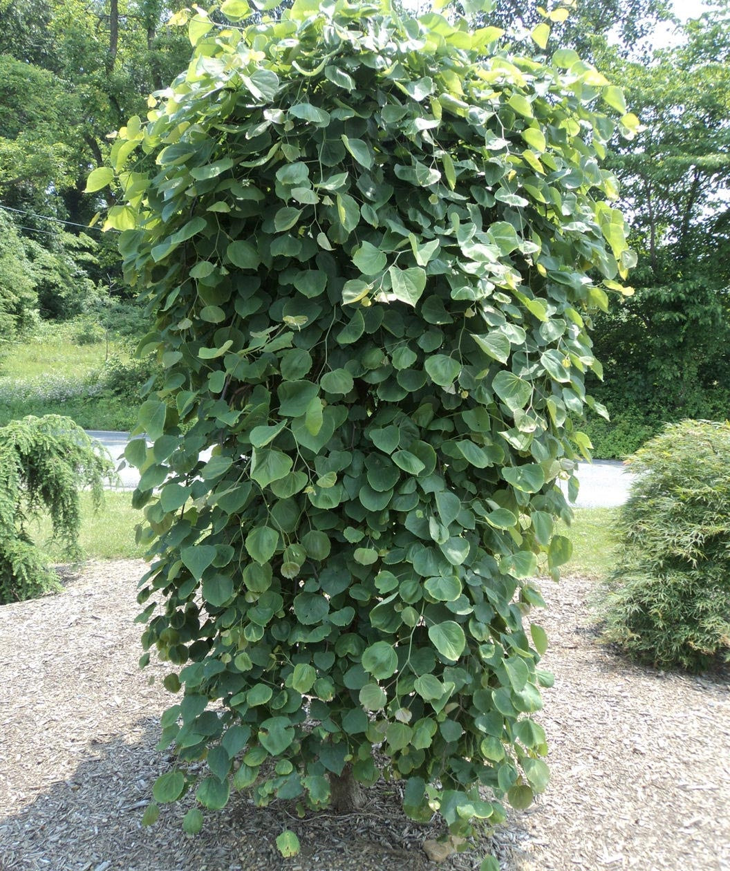 Mature Pink Heartbreaker Redbud in a landscape with the green leaves and branching weeping down to the ground