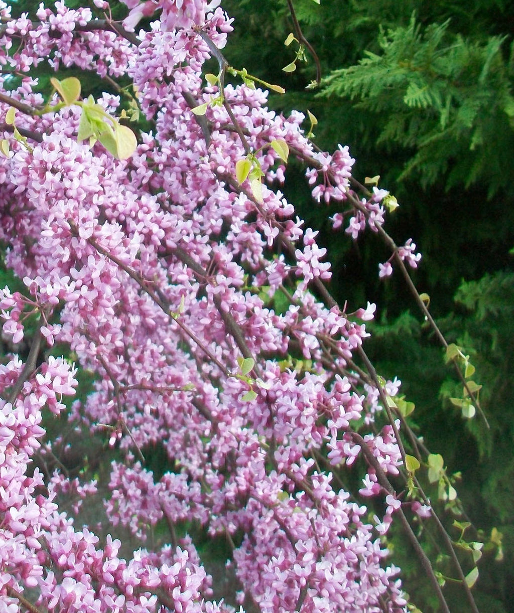 A close up of the lavender-pink flowers of the Pink Heartbreaker Redbud with lime green foliage beginning to emerge at the tips of branches 