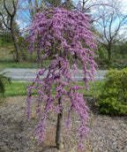 Pink Heartbreaker Redbud covered in lavender-pink blooms in landscape