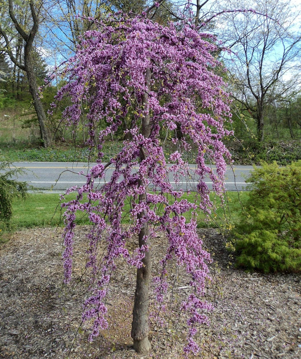 Pink Heartbreaker Redbud covered in lavender-pink blooms in landscape