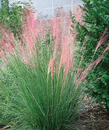 Pink Muhly Grass planted in a landscape, long thin green grass like foliage with green shoots consisting of wispy pink seeds
