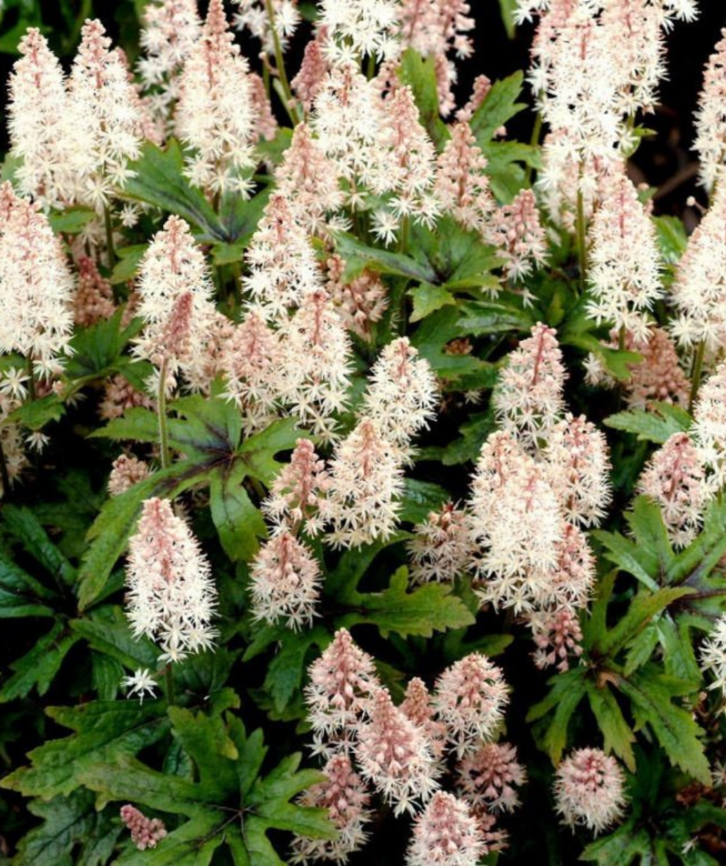 Pink Skyrocket Foamflower closeup of white flowers