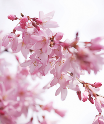 A closeup of the sweet pink, five petaled blooms and the deep pink flower buds of the Pink Snow Showers Weeping Flowering Cherry