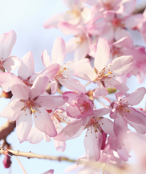 A closeup of the sweet pink, five petaled blooms and the deep pink flower buds of the Pink Snow Showers Weeping Flowering Cherry