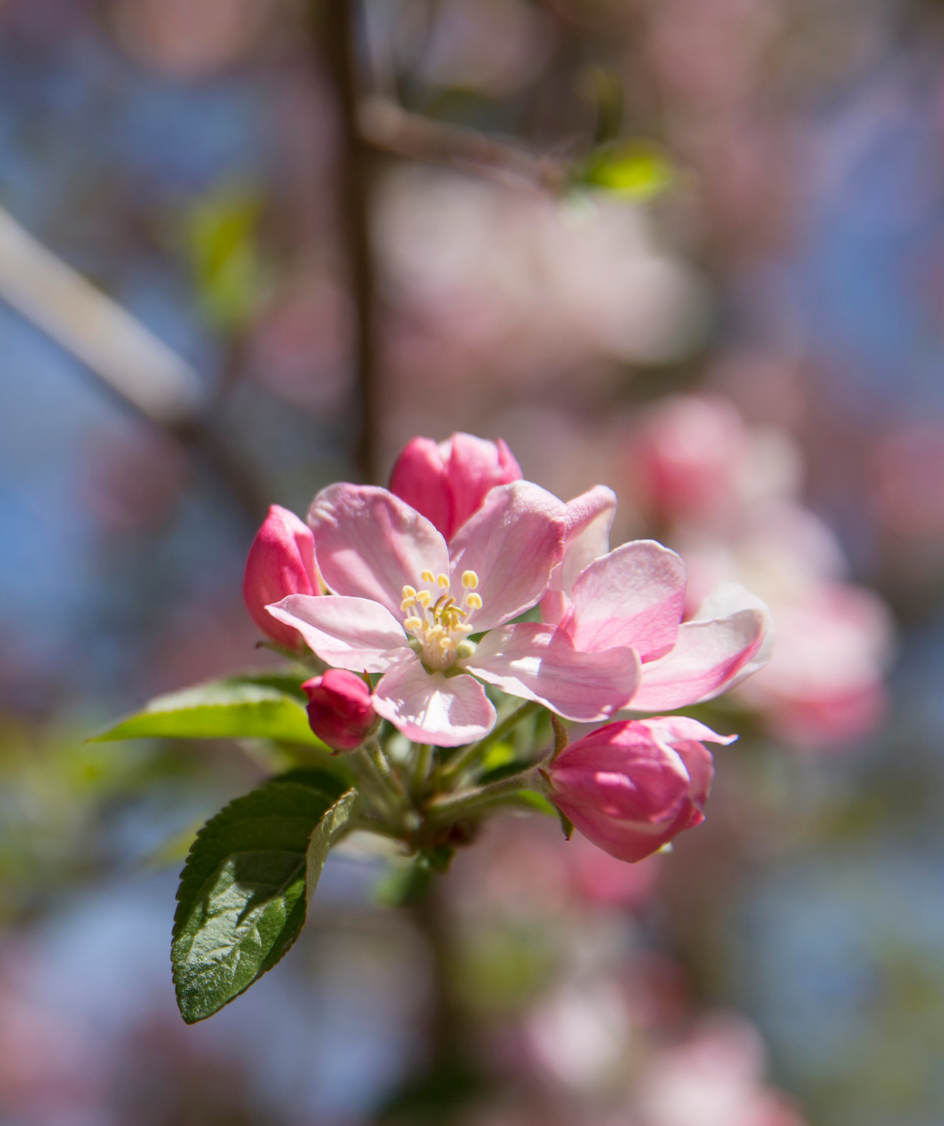 A close up of the dark pink to white, five petaled buds and blooms of the Pink Sparkles Flowering Crabapple