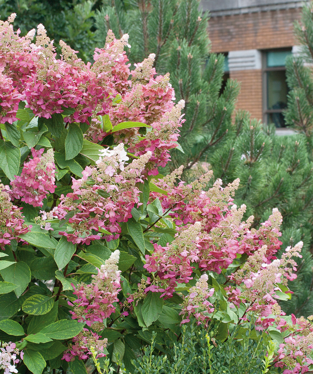 Pinky Winky Hydrangea, various pyramidal shaped flower clusters with small white and pink flowers and dark green ovular leaves