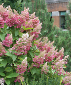 Pinky Winky Hydrangea, various pyramidal shaped flower clusters with small white and pink flowers and dark green ovular leaves