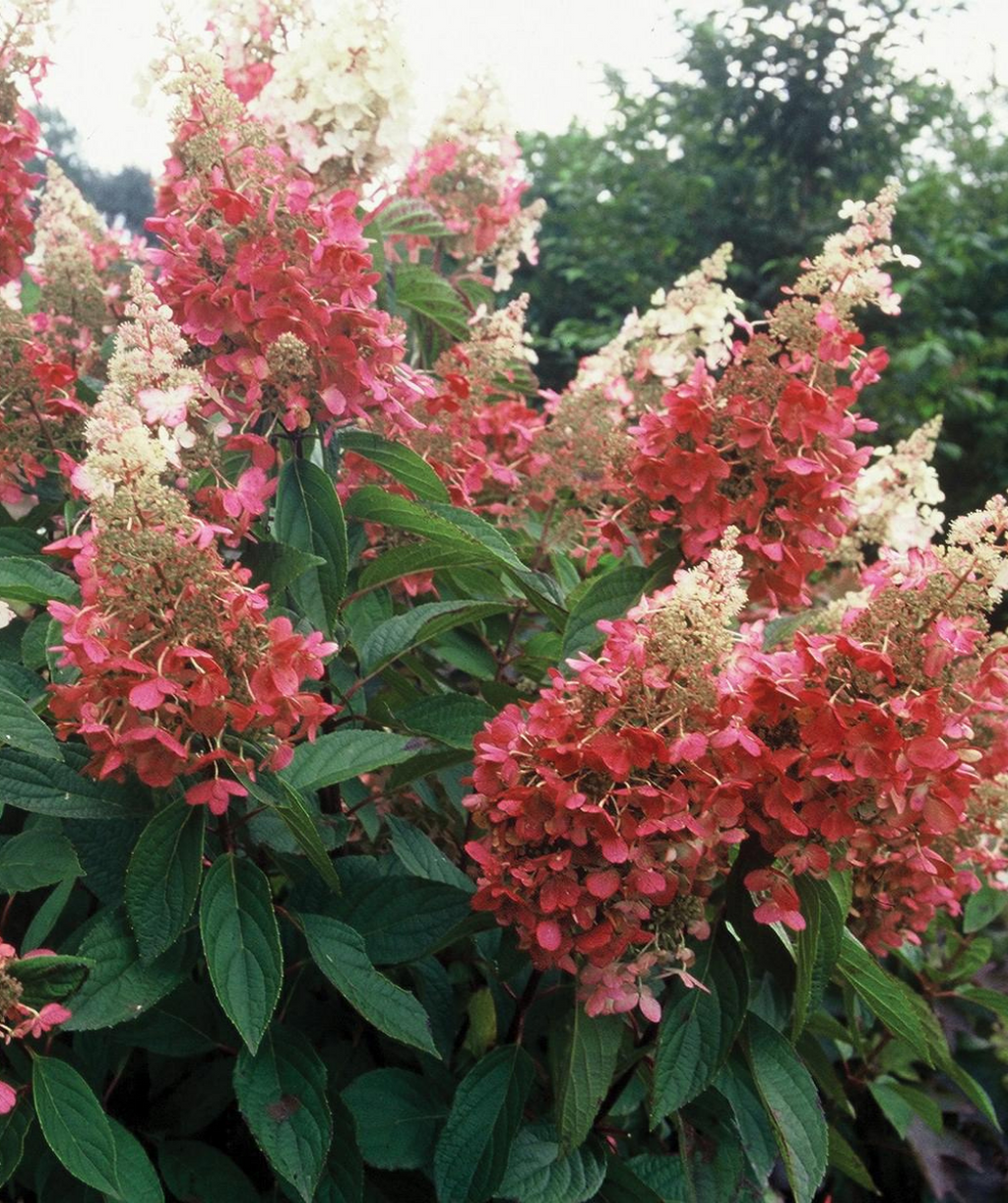 Pinky Winky Hydrangea, various pyramidal shaped flower clusters with small white and pink flowers and dark green ovular leaves