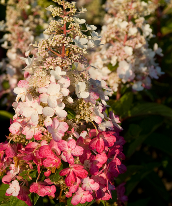 Close up of Pinky Winky Hydrangea flowers, pyramidal shaped flower cluster with small white and pink flowers