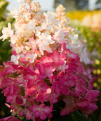 Close up of Pinky Winky Hydrangea flowers, pyramidal shaped flower cluster with small white and pink flowers
