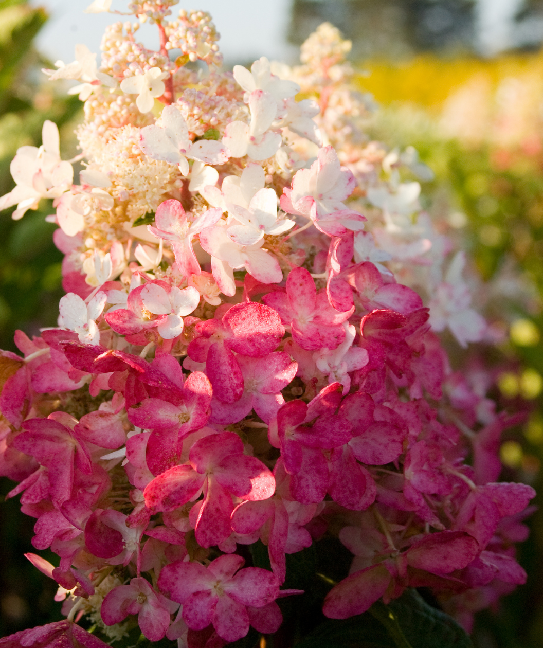 Close up of Pinky Winky Hydrangea flowers, pyramidal shaped flower cluster with small white and pink flowers
