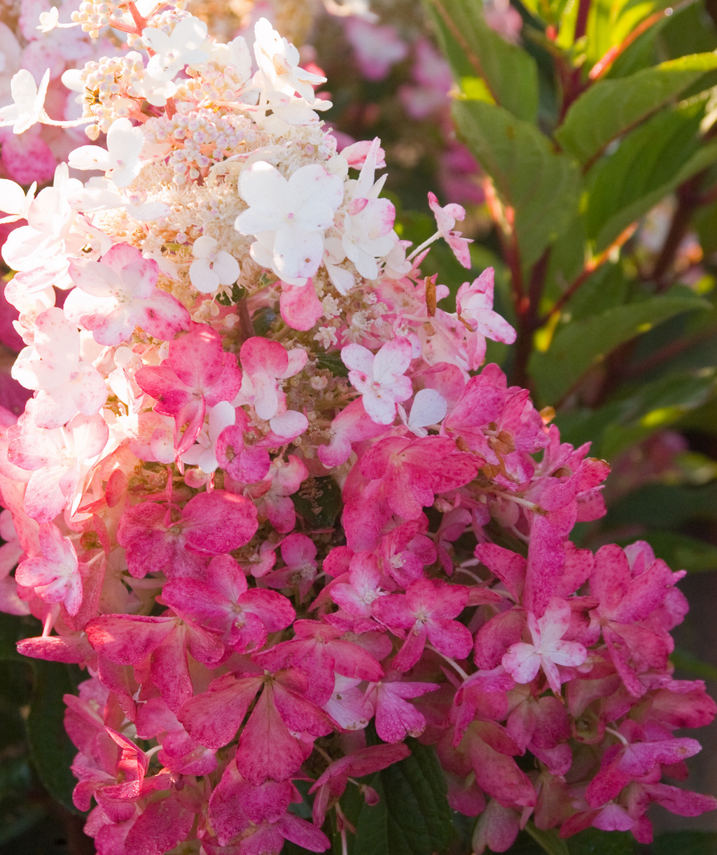 Close up of Pinky Winky Hydrangea flowers, pyramidal shaped flower cluster with small white and pink flowers