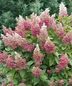 Pinky Winky Hydrangea, various pyramidal shaped flower clusters with small white and pink flowers and dark green ovular leaves