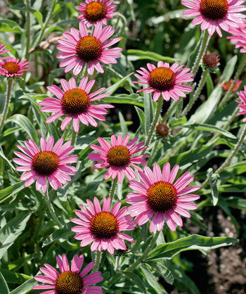 A close up of the bright pink petals and yellow center of the Pixie Meadowbrite Coneflowers over the green foliage