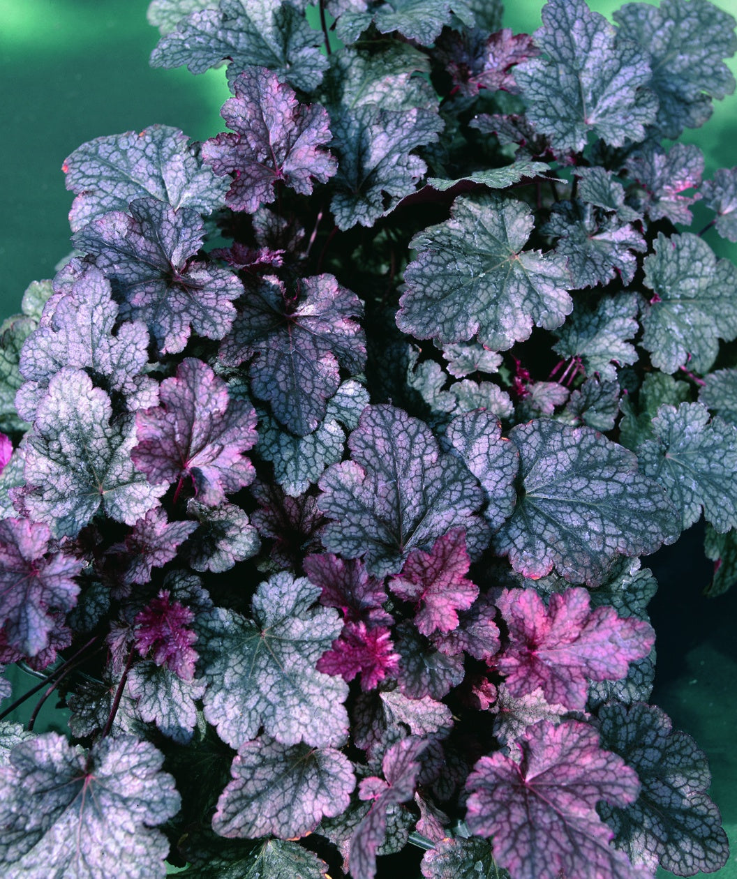 Plum Pudding Coral Bells