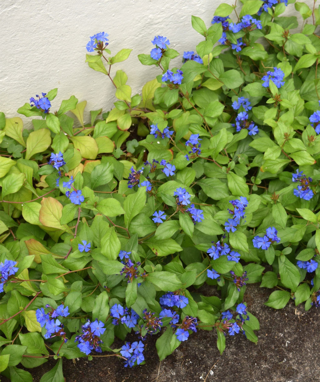 Plumbago planted along garden border