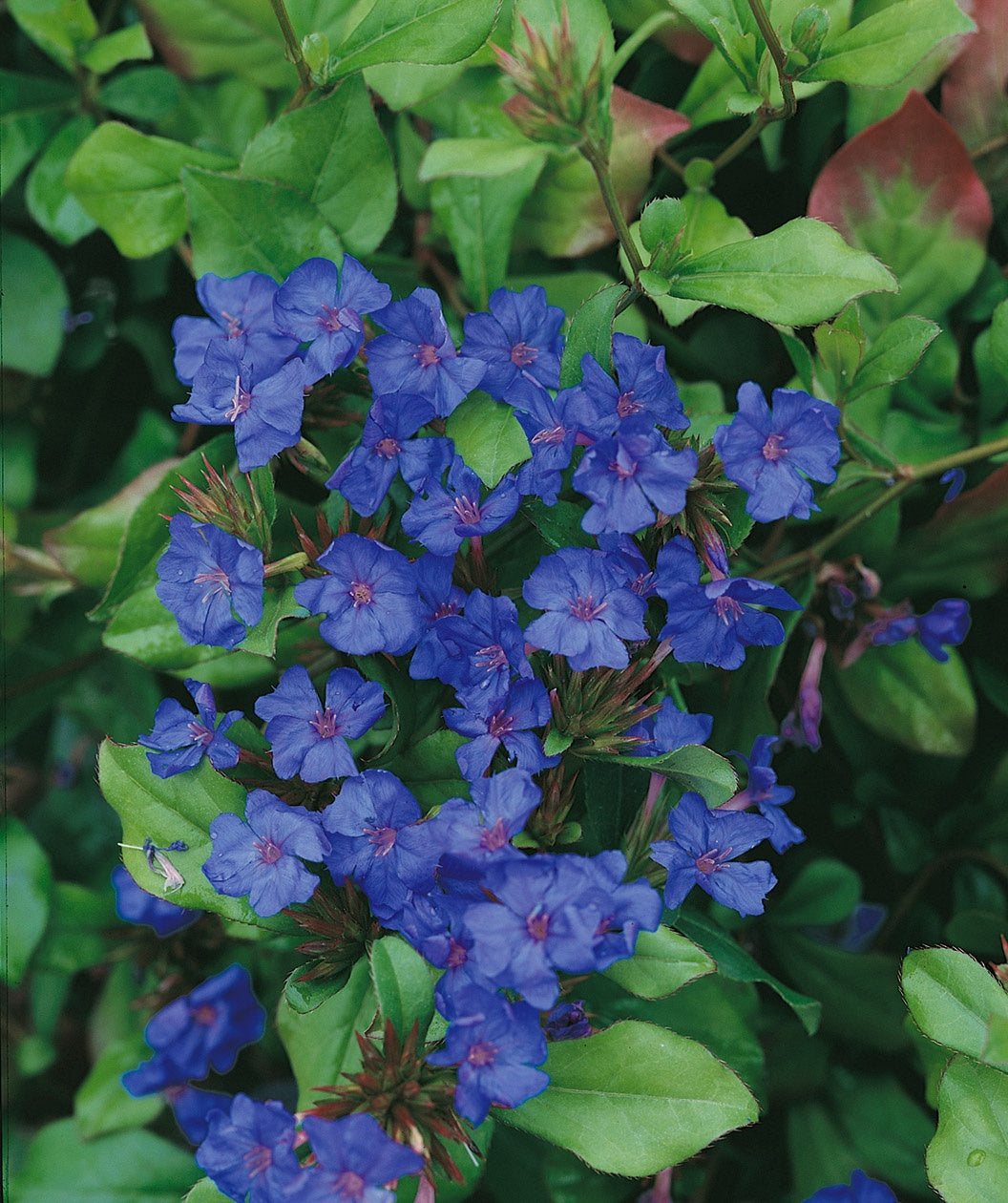 Plumbago closeup of blue flowers