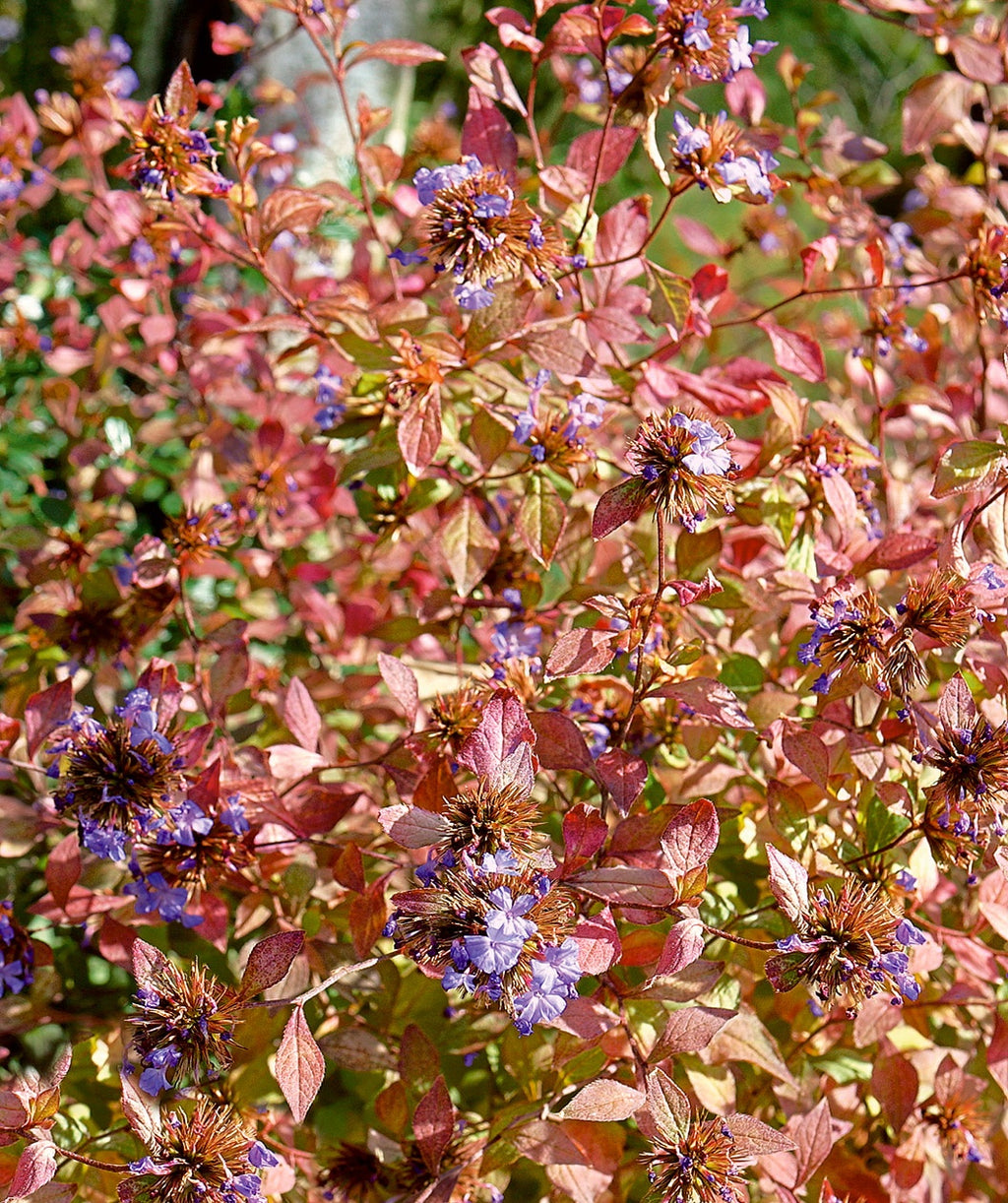 Plumbago red-orange fall color