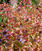 Plumbago red-orange fall color