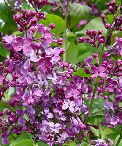 Pocahontas Lilac closeup of dark purple four-petalled flowers with yellow centers emerging from heart shaped green leaves