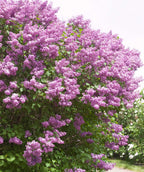 Pocahontas Lilac planted in a landscape, heart shaped green leaves grow under large plumes of small dark purple flowers with yellow centers