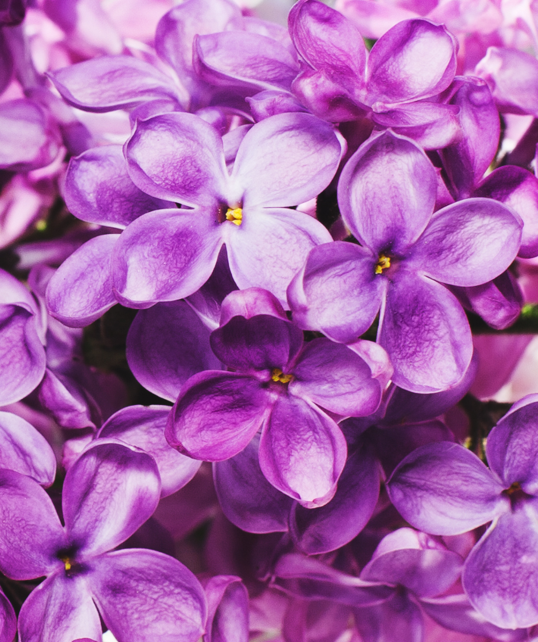Pocahontas Lilac closeup of dark purple four-petalled flowers with yellow centers
