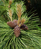 Close up of Ponderosa Pine Foliage and pinecones, 4 small brown pinecones sit atop soft long green evergreen foliage