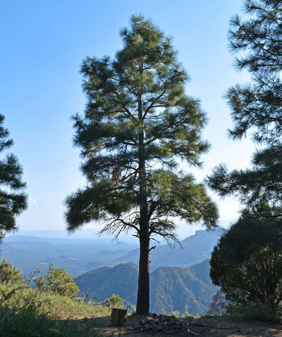 A wild growing Ponderosa Pine tree, tall evergreen with long soft green foliage growing atop of a mountain