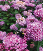 Close up of Poprocks Petite Spirea, lots of fuzzy pink flower clusters with dark green foliage