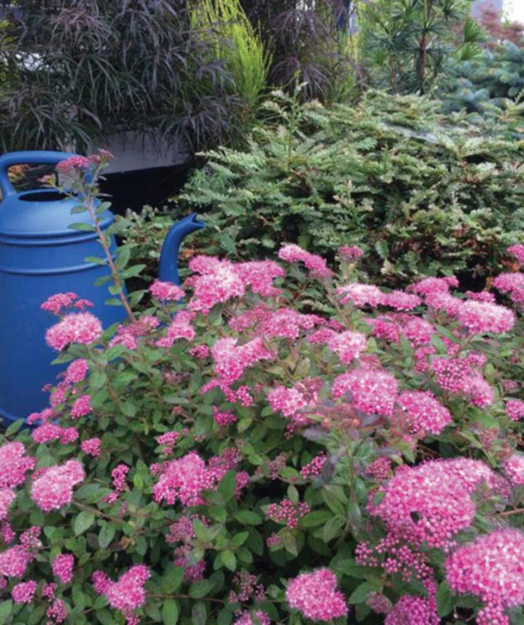 Close up of Poprocks Petite Spirea, lots of fuzzy pink flower clusters with dark green foliage