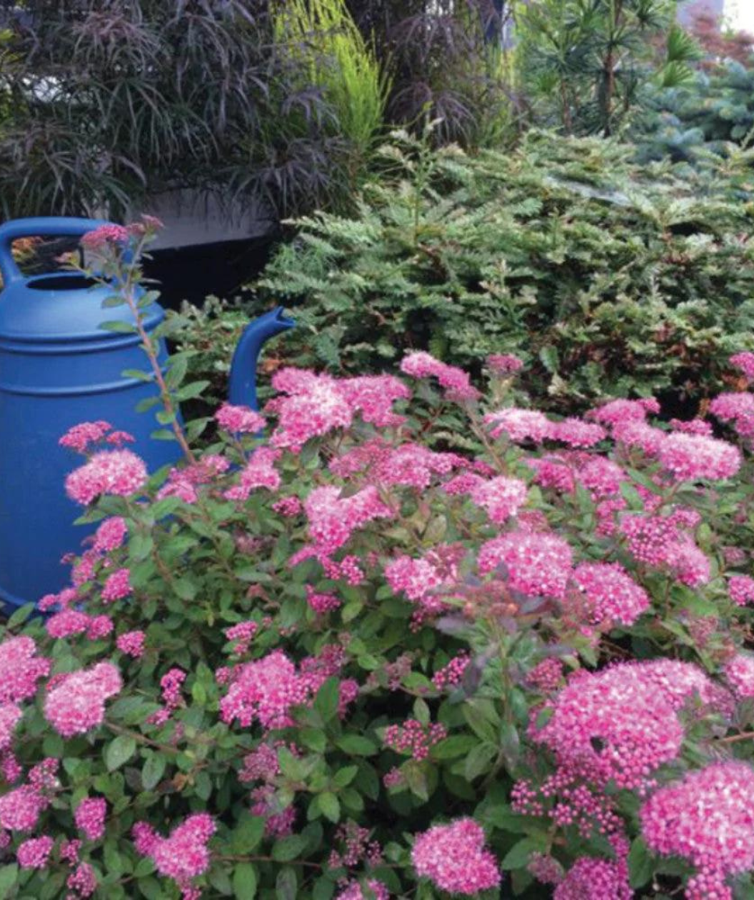 Close up of Poprocks Petite Spirea, lots of fuzzy pink flower clusters with dark green foliage