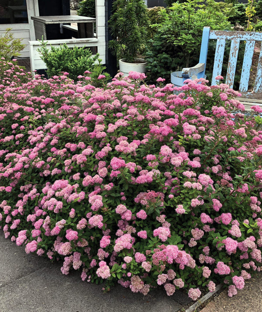 Several Poprocks Petite Spirea planted in a landscape, rounded shrubs with dark green foliage and lots of fuzzy pink flower clusters, planted along a sidewalk