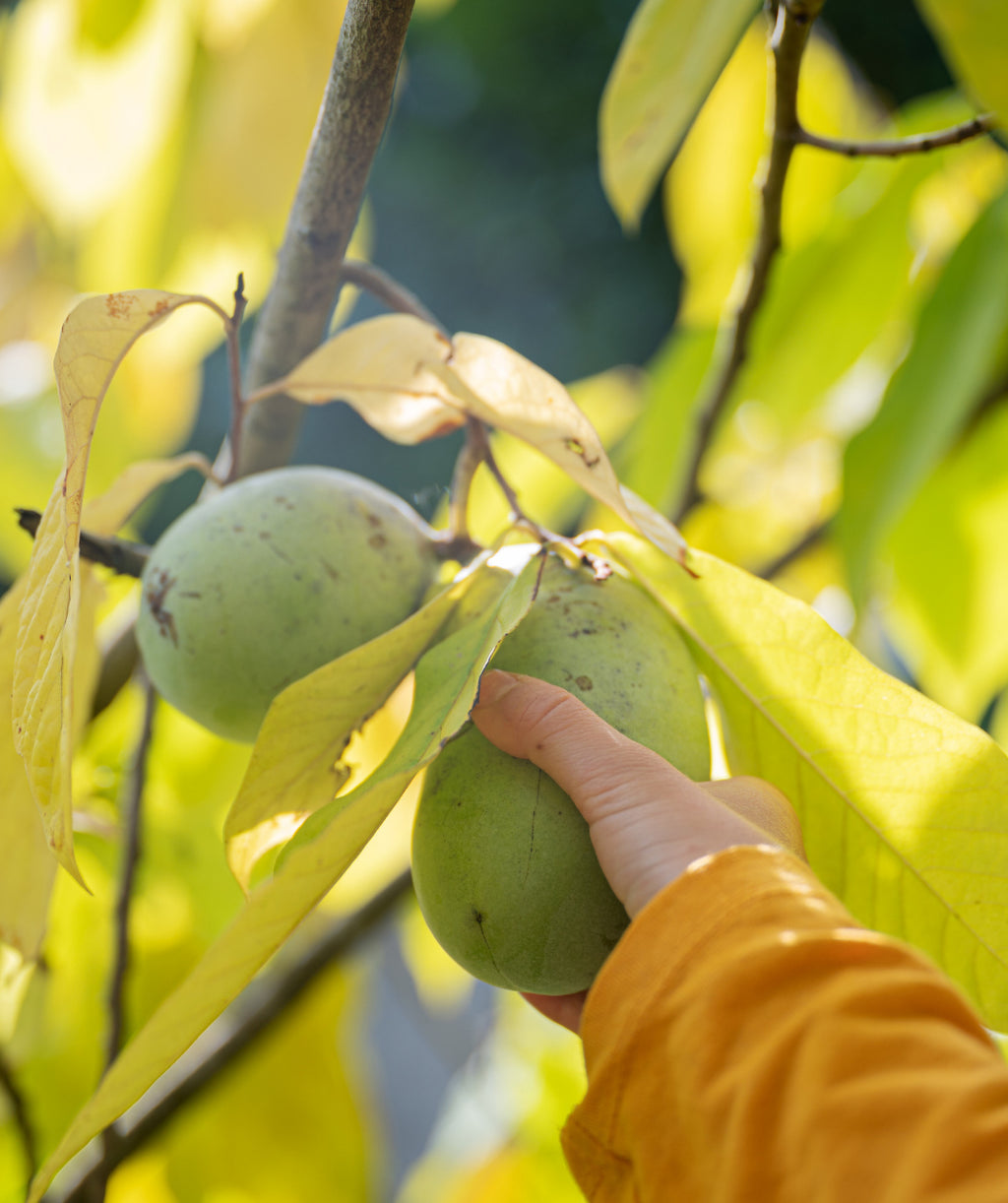Potomac Pawpaw fruit being picked from tree, oval shaped fruit with green skin