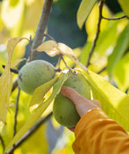 Potomac Pawpaw fruit being picked from tree, oval shaped fruit with green skin