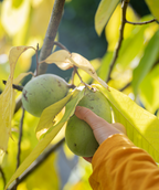 A closeup of a hand grabbing the lime green fruit off the Potomac Pawpaw Tree, surrounded by bright yellow fall leaves