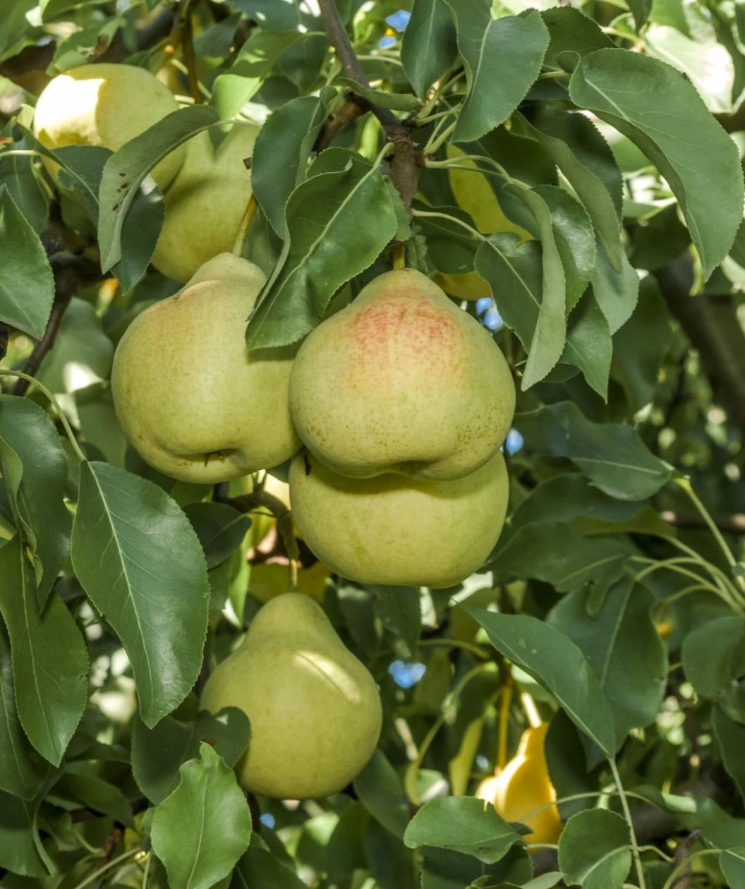 Close up of Potomac Pear fruit, several pear fruits that are light green with redish undertones