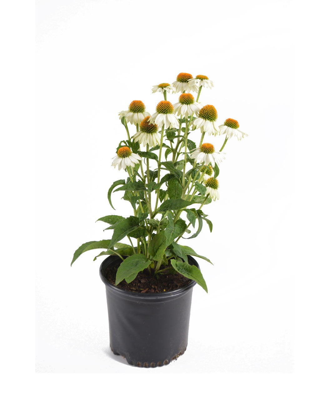 PowWow White Coneflower | Bower & Branch