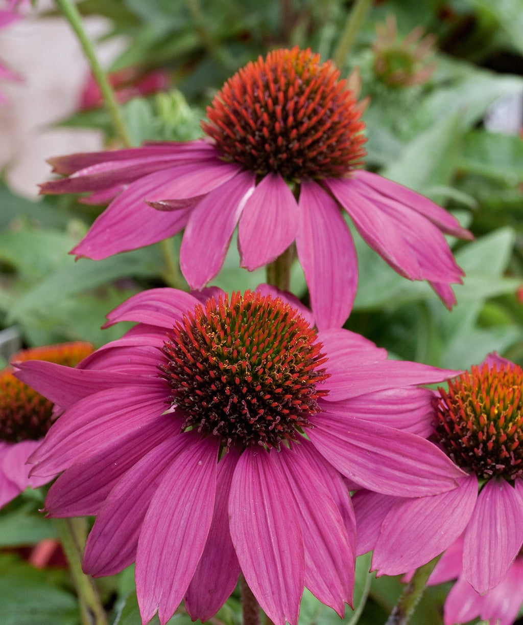 PowWow Wild Berry Coneflower closeup of pink-purple flower with the orange to red center
