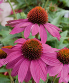 PowWow Wild Berry Coneflower closeup of pink-purple flower with the orange to red center