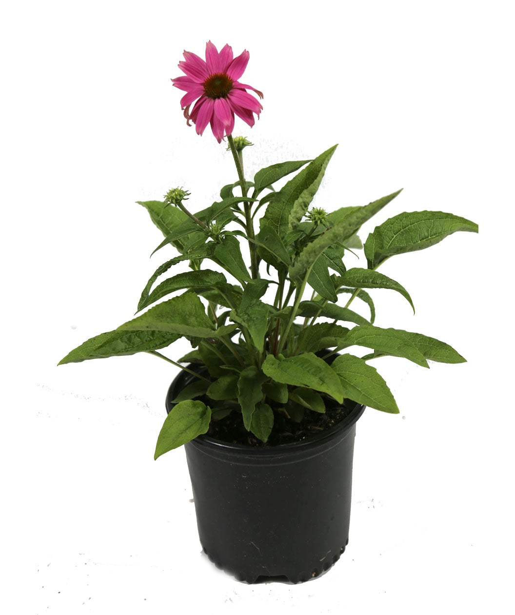 PowWow Wild Berry Coneflower potted plant on white
