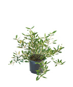Prague Viburnum in Bulk