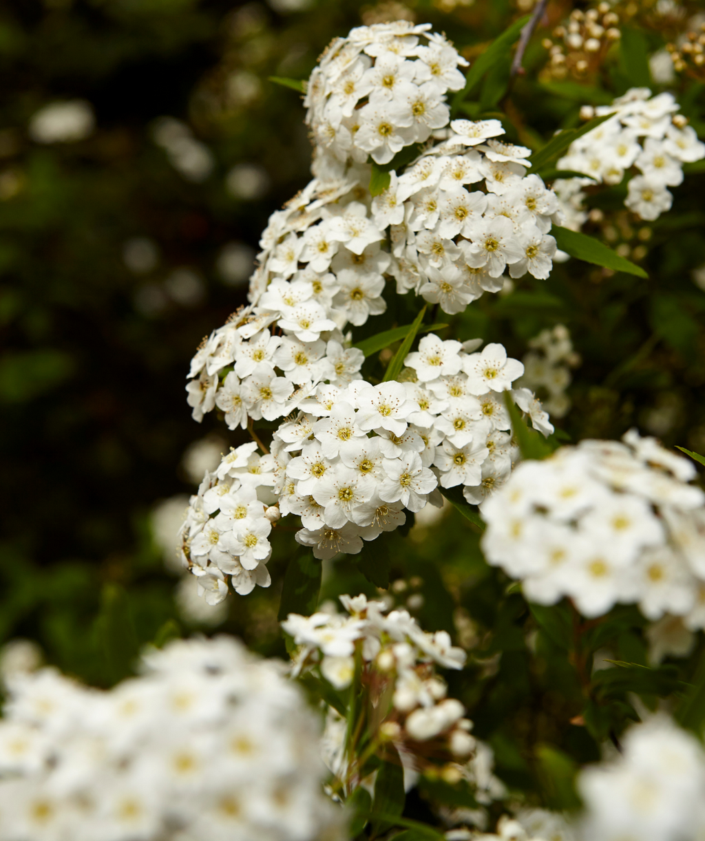 Prague Viburnum in Bulk