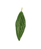 Prague Viburnum in Bulk