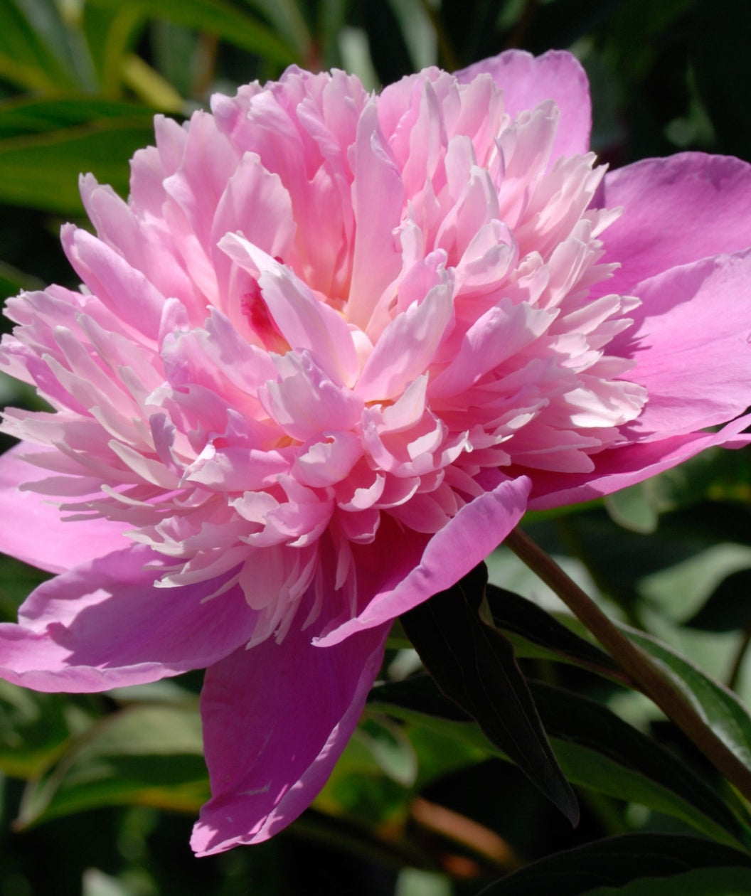 Close up of Prairie Afire Chinese Peony flower, medium sized pink flower emerging from long narrow glossy dark green foliage
