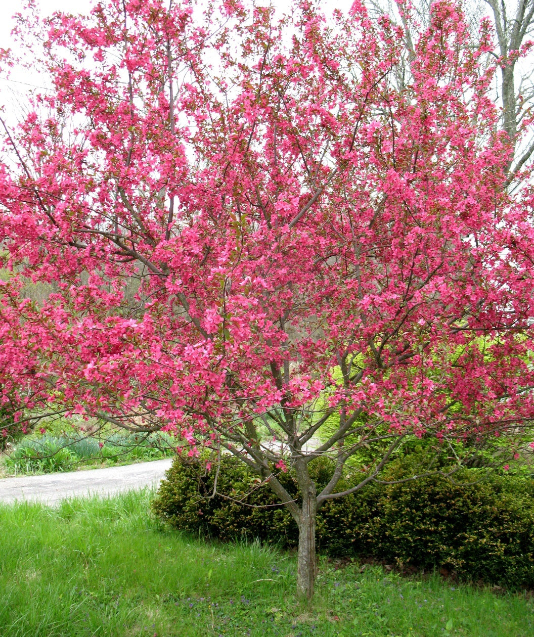 Prairifire Flowering Crabapple in full bloom in landscape